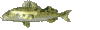 poissons032