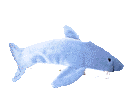 requin gif 009