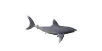 requin gif 012