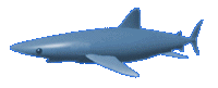 requin gif 016