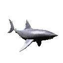 requin gif 017