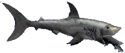 requin gif 018