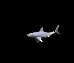 requin gif 024