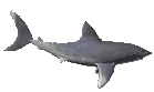 requin gif 026