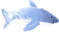 requin gif 027