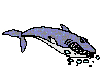 requins005