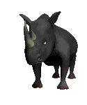 rhinoceros gif 003