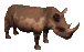 rhinoceros001
