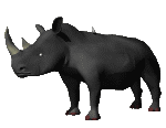 rhinoceros002