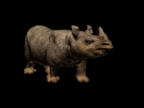 rhinoceros004