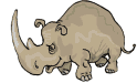 rhinoceros006