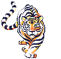 tigre005