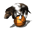 basset hound balancing basketball md wht