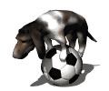 basset hound balancing soccer ball md wht