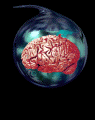 cerveau gif 002
