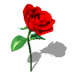 roses011