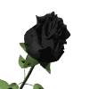 roses026