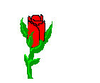 roses036