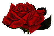roses037