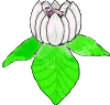 magnolias001
