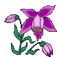 orchidees003