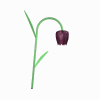 tulipe005