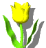 tulipe007