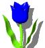 tulipe008