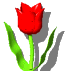 tulipe009