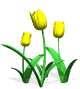 tulipe011