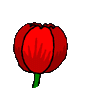 tulipe012