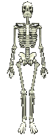 squelette014