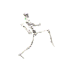 squelette015