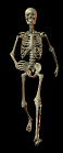 squelette022