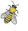 insecte abeille010