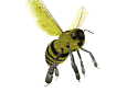 insecte abeille022