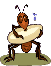 insecte fourmis036