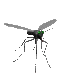 insecte moustic004