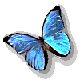 insecte papillon032