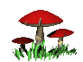 champignons012