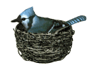 birdnest bluejay nesting md wht