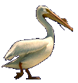 pelican004