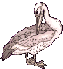 pelican010