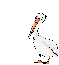 pelican012