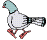 pigeons001