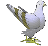 pigeons002