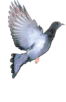 pigeons004