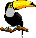 toucan011