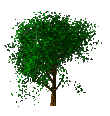 arbre008