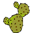 nature cactus001